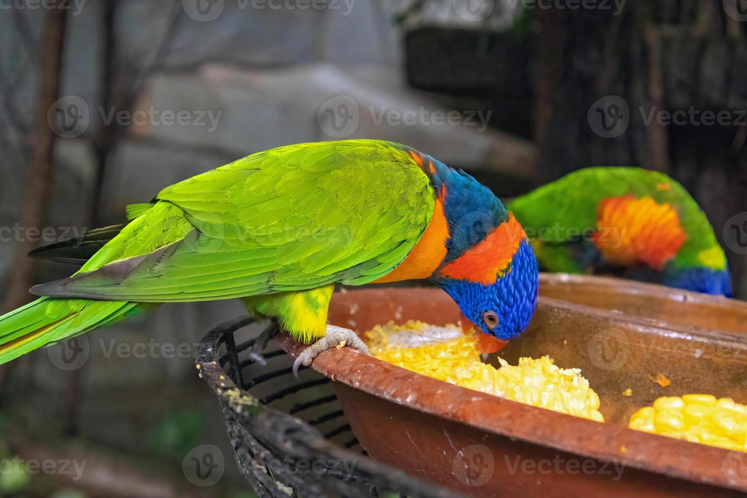 Local lorikeet birds with arc-shaped beaks squawk at visitors in the park, displaying beautiful colors. Locally known as puling, they add vibrant life and cause playful messes in the area. photo
