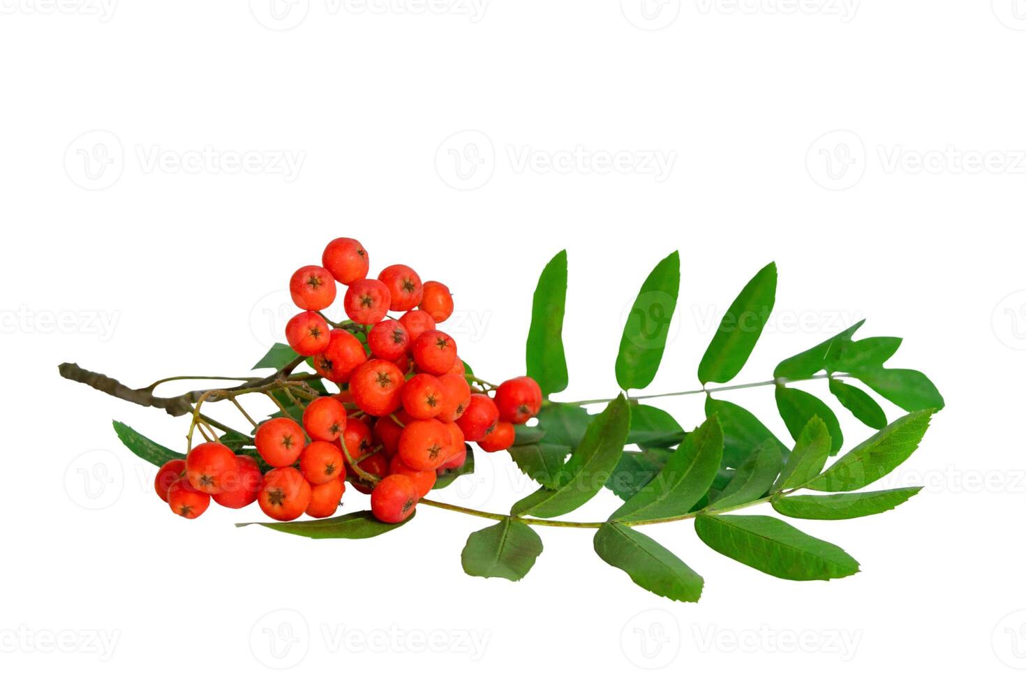 Autumn branch of red rowan berry with green rowan leaves isolated on white background photo