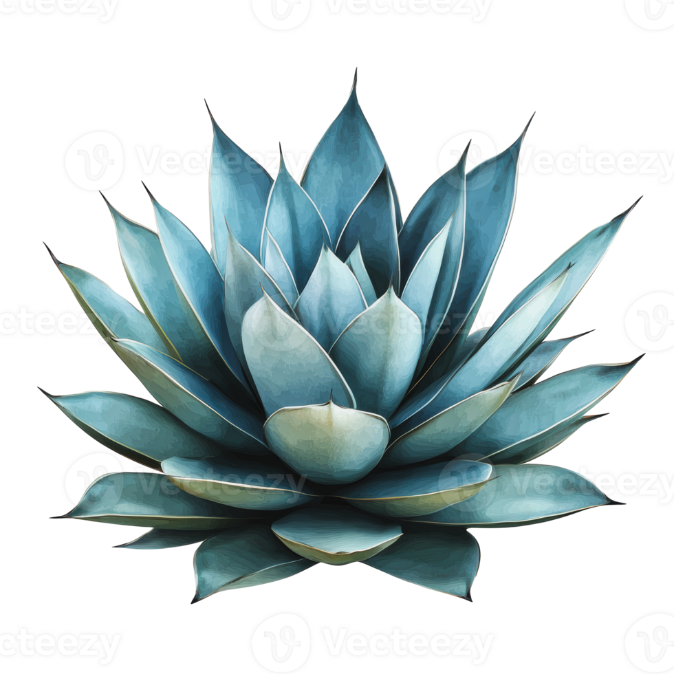 A vibrant agave plant displays its blue-green leaves in a symmetrical arrangement against a neutral background png