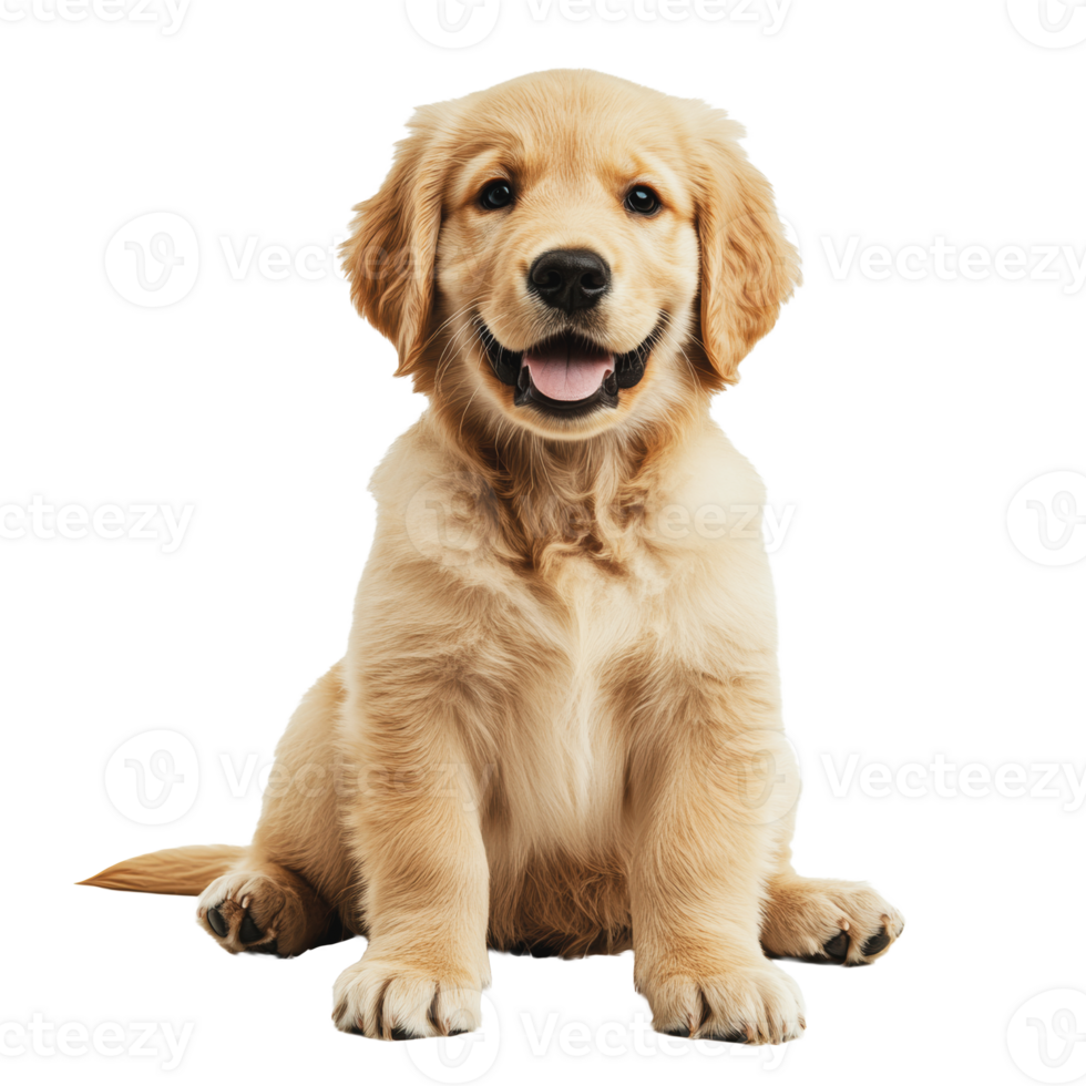 Happy golden retriever puppy sitting indoors png