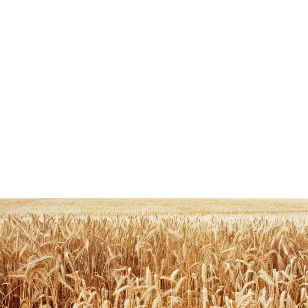 Yellow agriculture field with ripe wheat with isolated on transparent background cut out png
