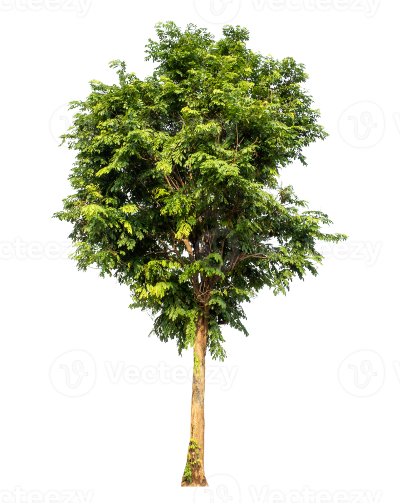 Green tree isolated on transparent background with clipping path and alpha channel png