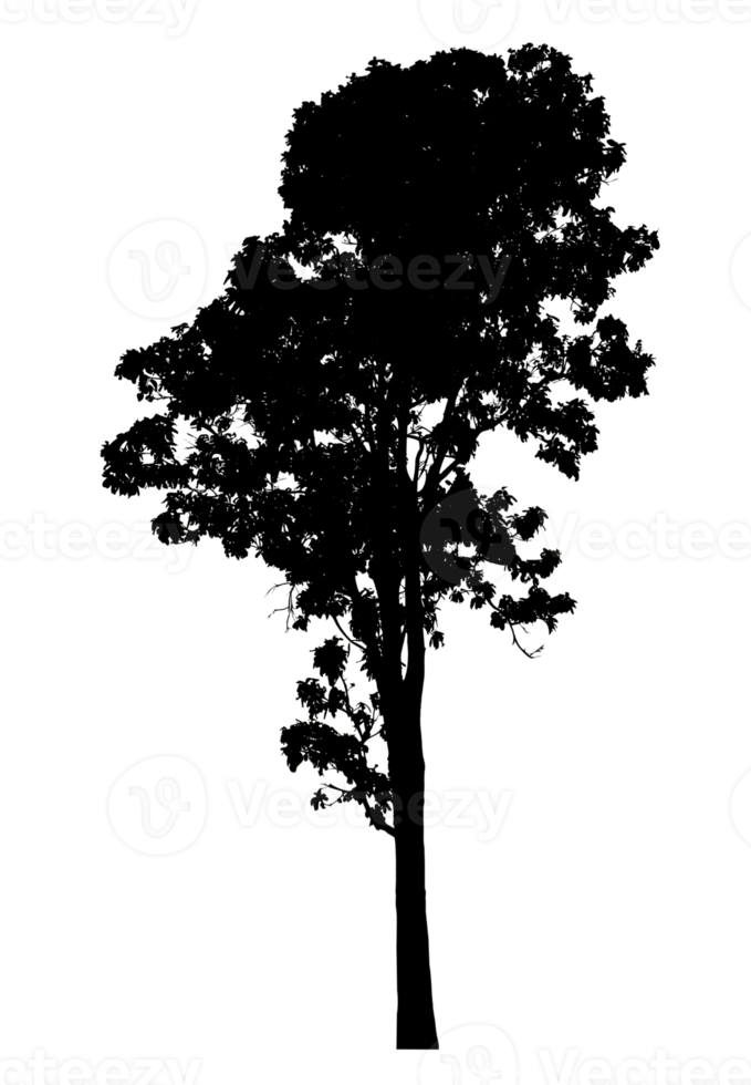 Realistic tree silhouette isolated on transparent background with clipping path and alpha channel png