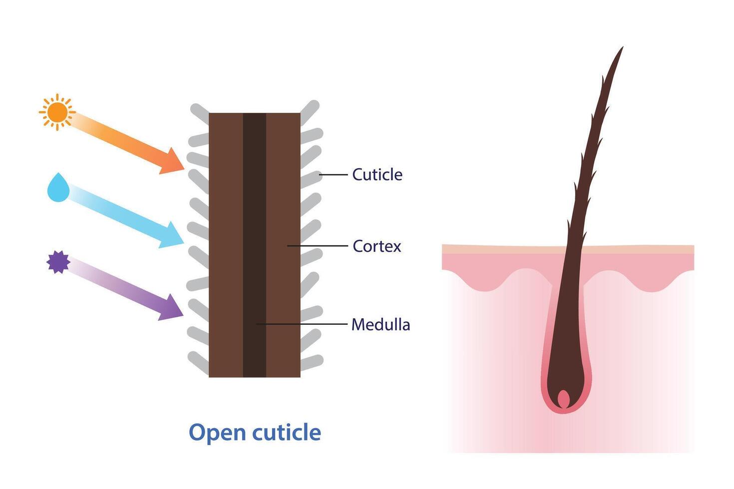 Cross section of open hair cuticle illustration. Structure of damaged, dry, frizzy hair on scalp layer caused by uv, heat, moisture and toxic product. Hair care and anatomy concept. vector