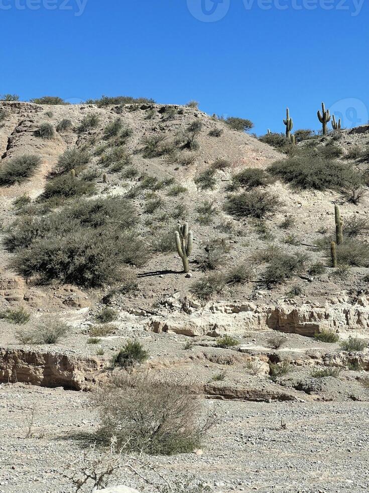 Mountains overgrown with huge cacti in the Jujuy region on a sunny day, Argentina photo