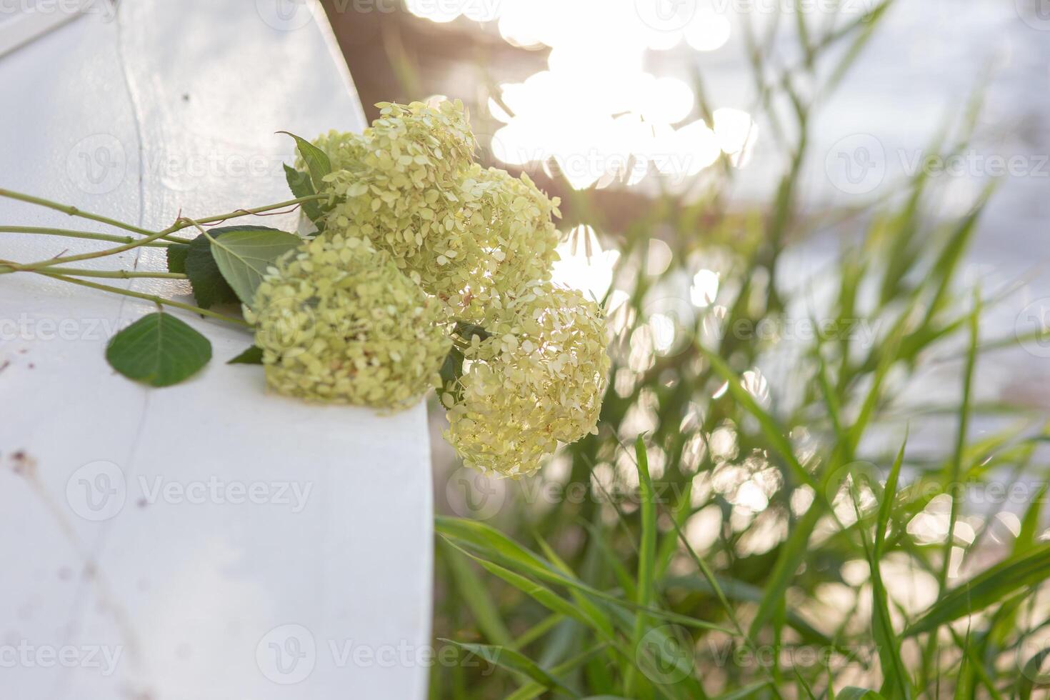 a bouquet of white hydrangea flowers in the morning garden near the water on a background of grass photo