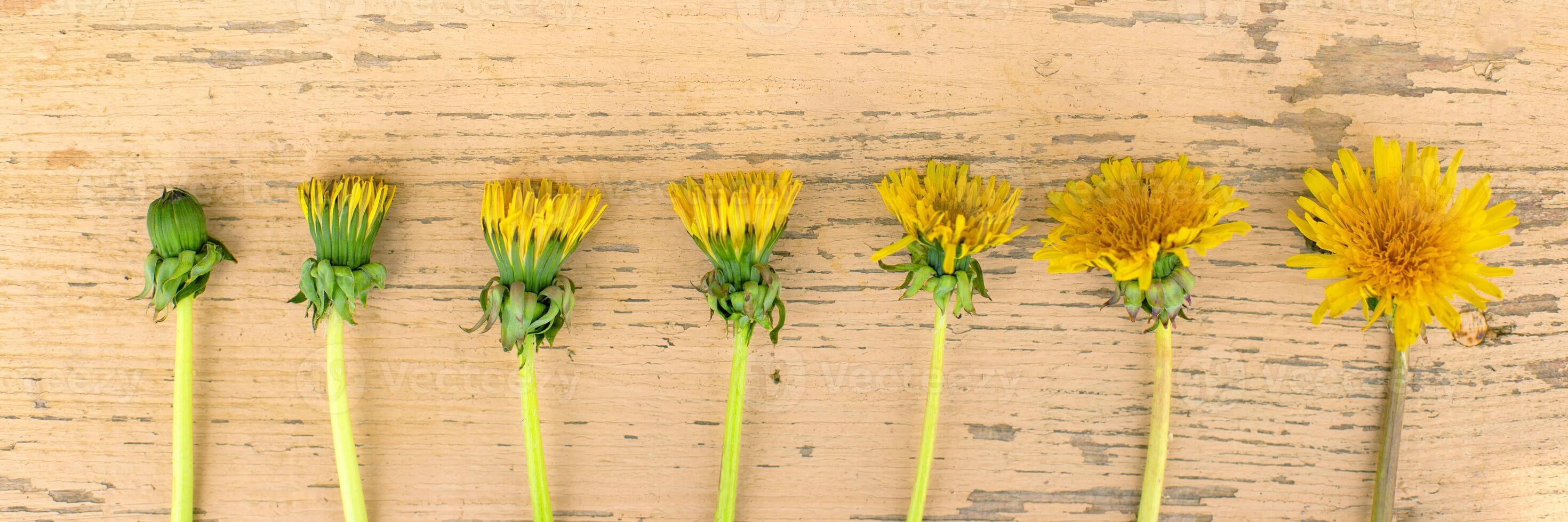 flowers of yellow dandelions lie in a row on a pink wooden background top view photo