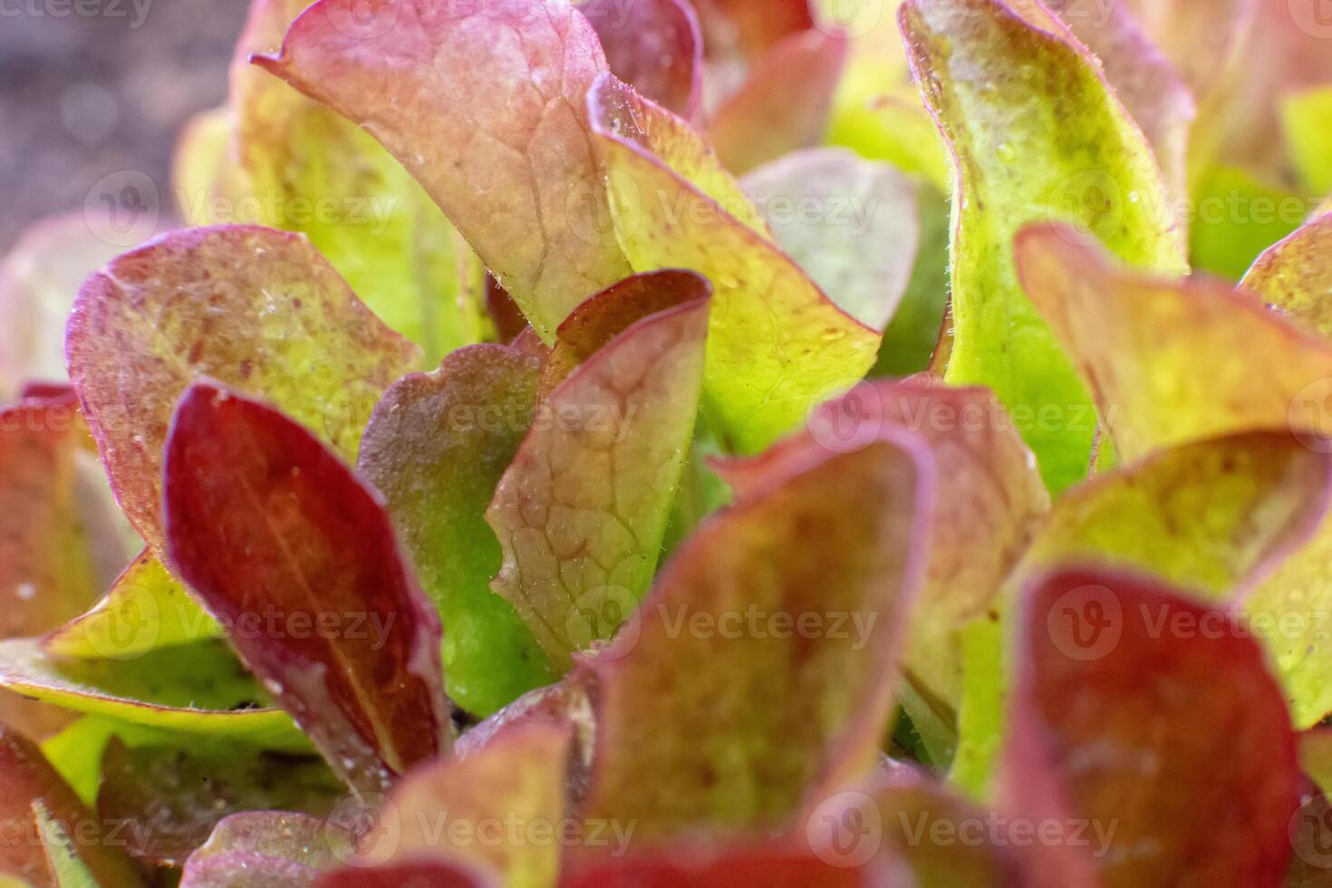 Close-up of red-green fresh lettuce leaves salad photo