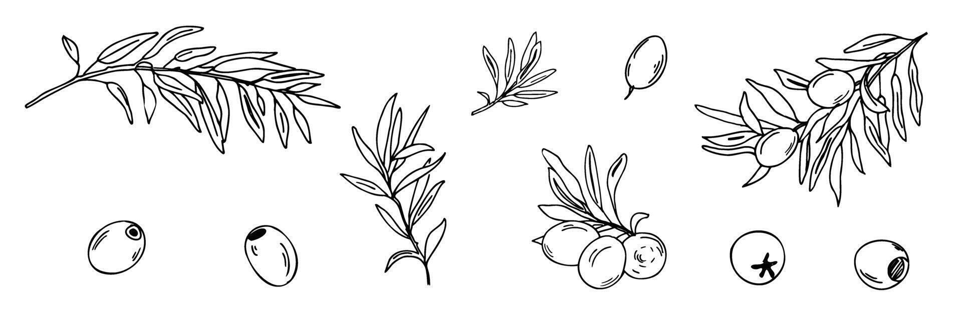 Olive branches and isolated fruits set. graphic illustration, hand drawn sketch. Can be used for product labels, Italian cuisine, logos and packaging design. vector
