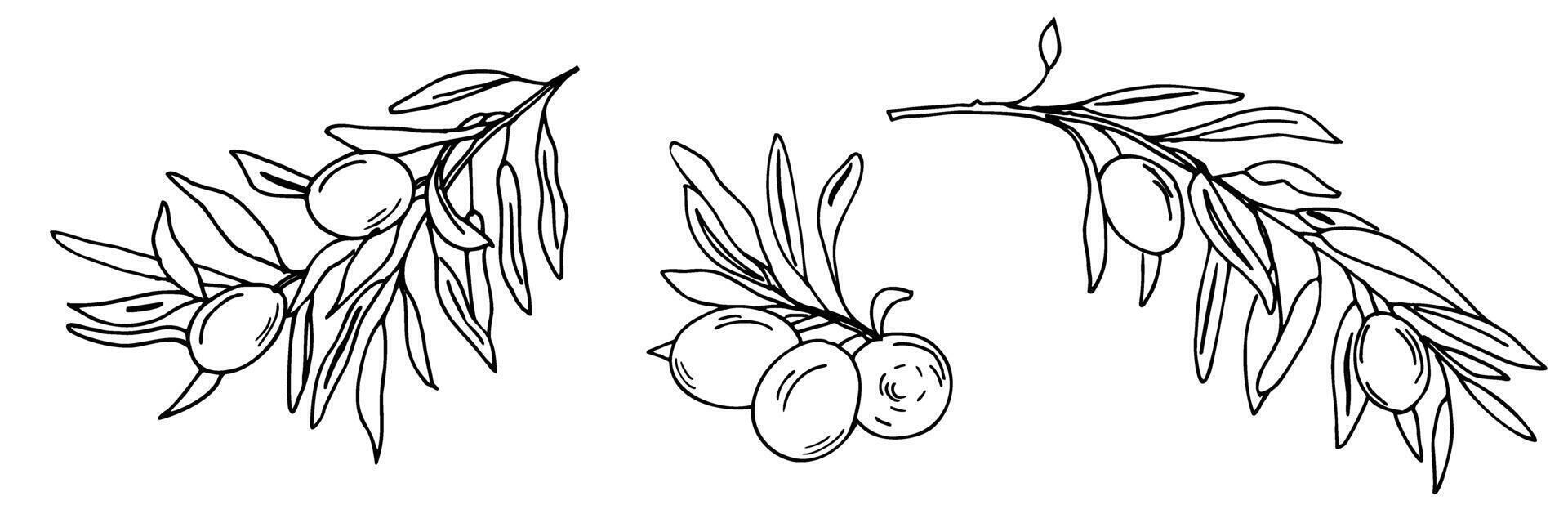 Set of Olive branches with fruits isolated. Hand drawn graphic illustration. Can be used for cards, logos and products packaging design vector