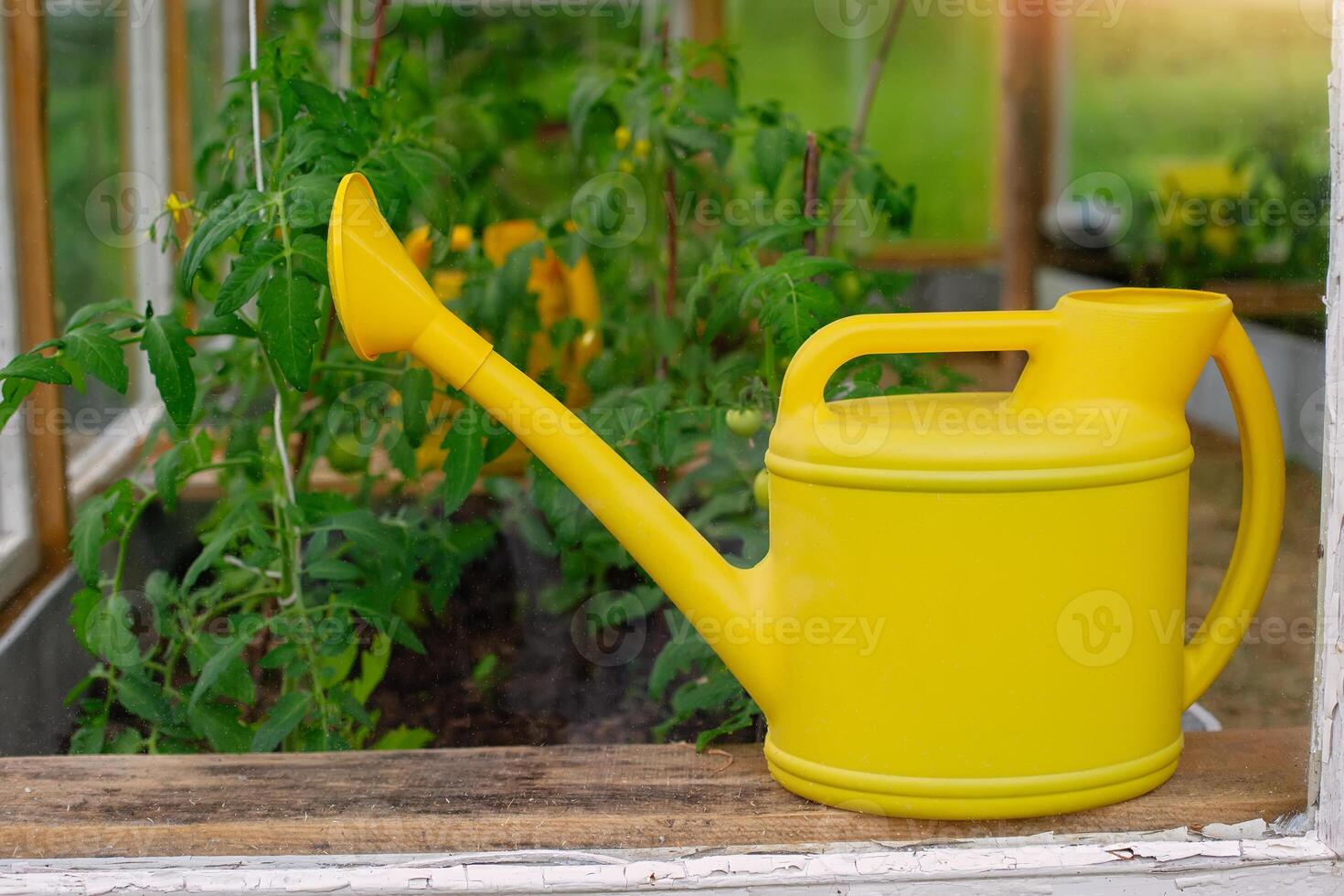 A yellow plastic watering can stands next to young tomato bushes, in a greenhouse . photo