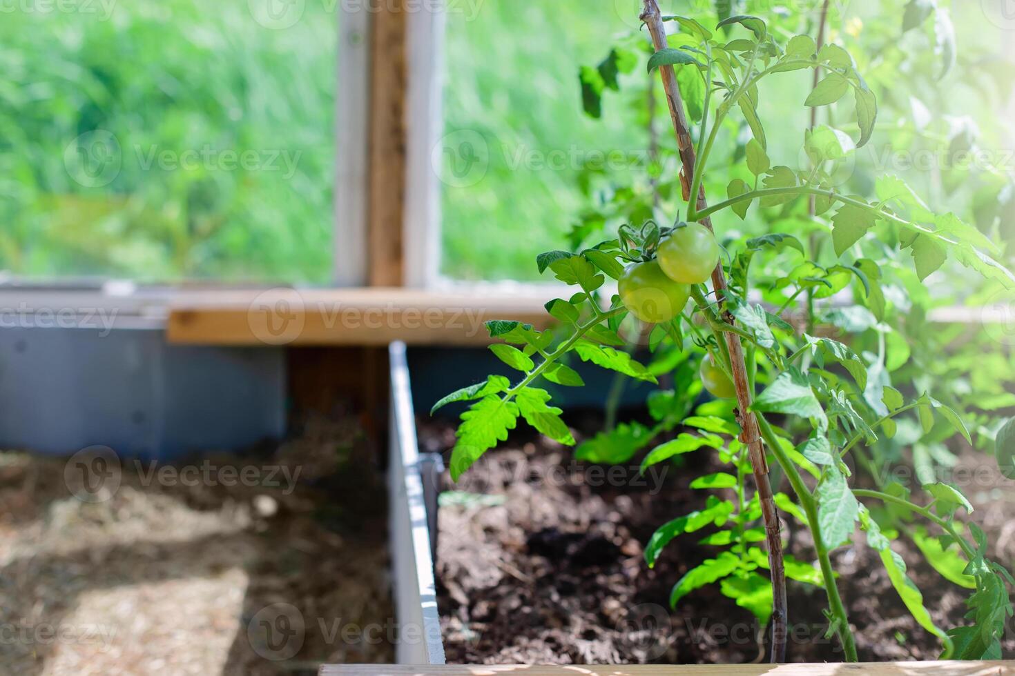 young, healthy bushes of green tomatoes grow in a greenhouse on a sunny day. photo