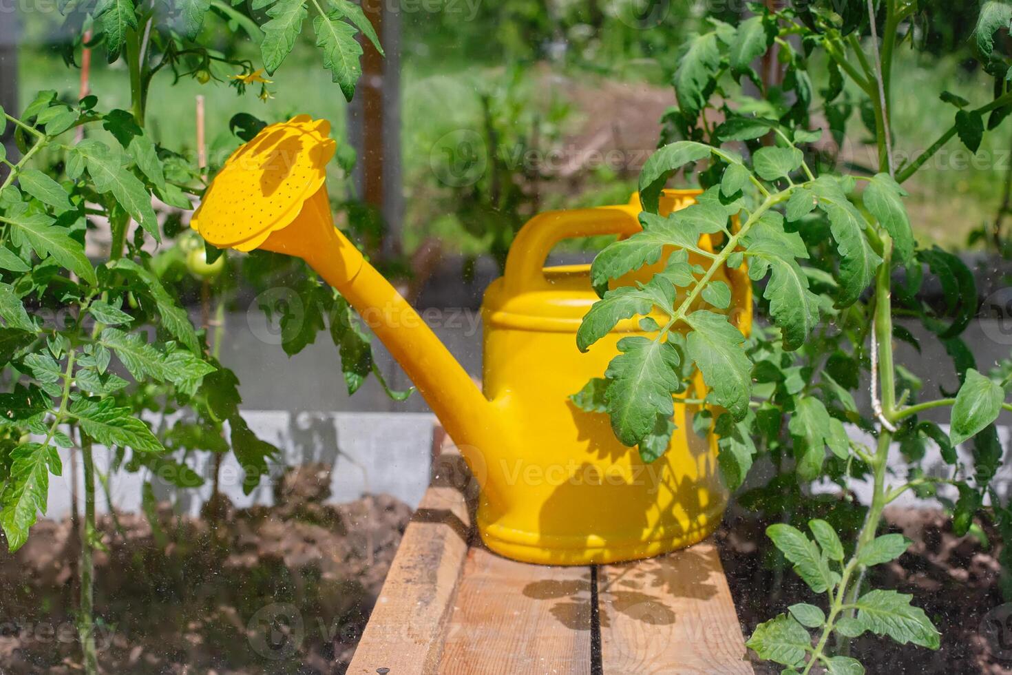 A yellow plastic watering can stands next to young tomato bushes, in a greenhouse on a sunny day. photo