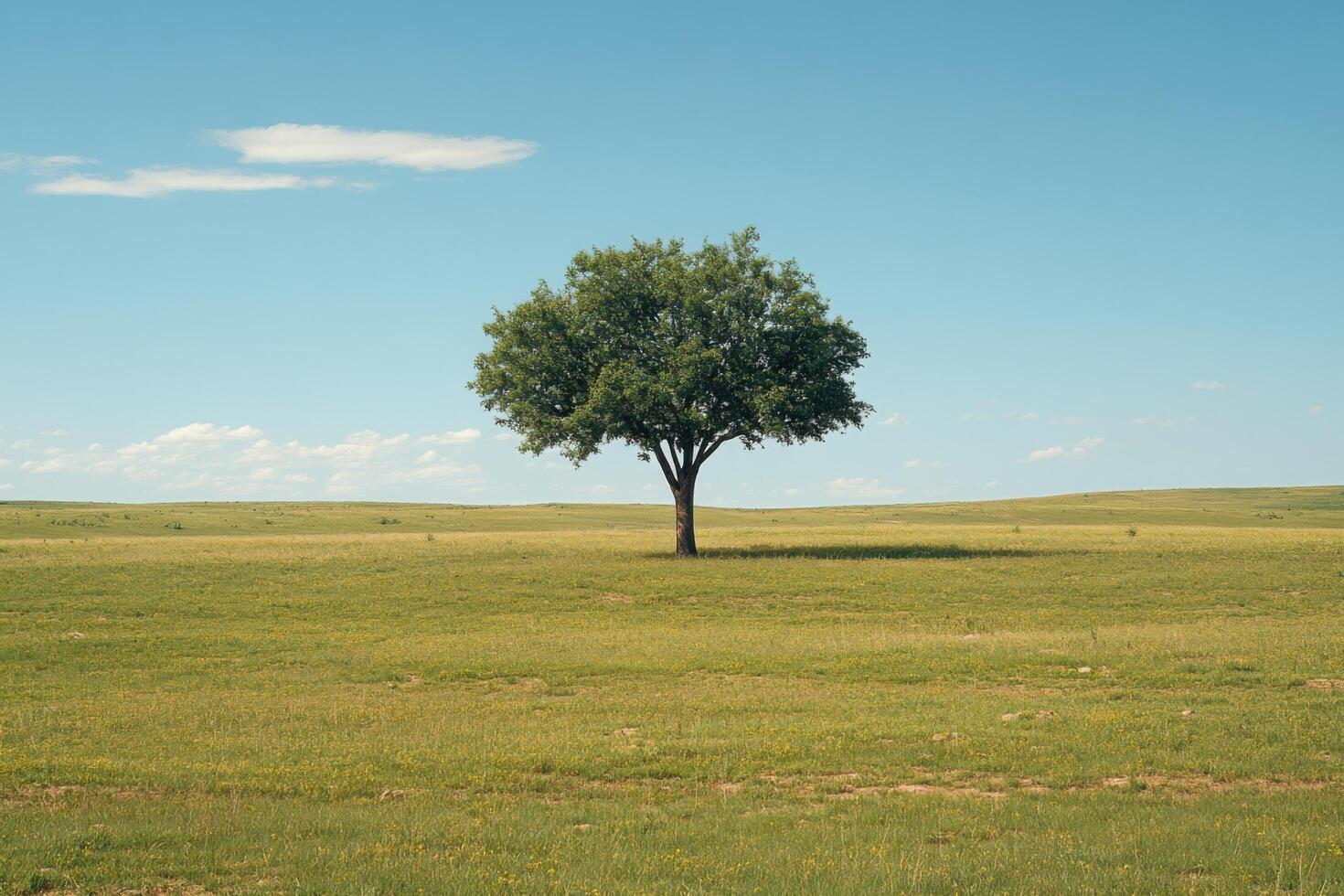 Solitary Tree in a Vast Open Field Under a Clear Blue Sky on a Sunny Day photo