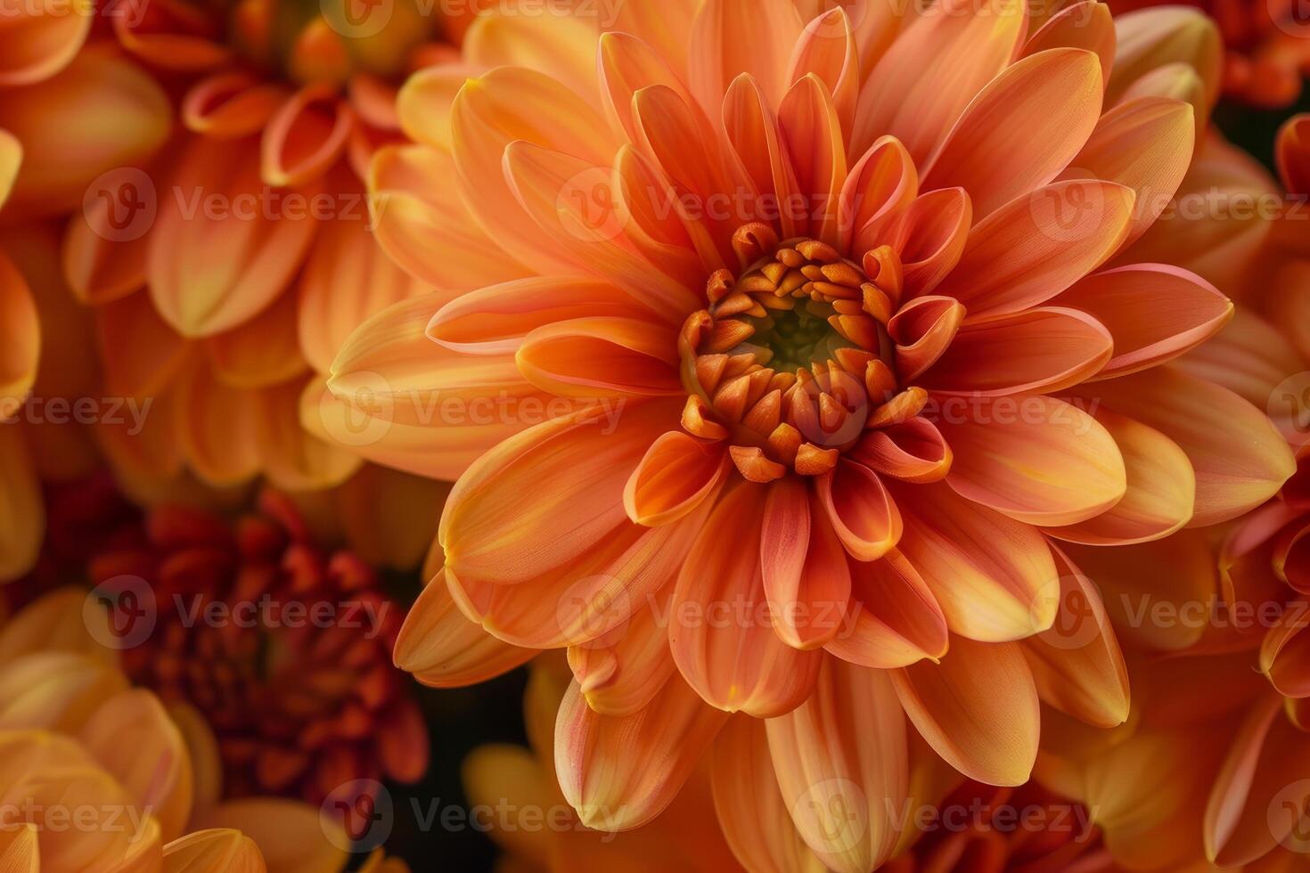 Closeup shot of a stunning orange dahlia bloom with petals in soft focus photo