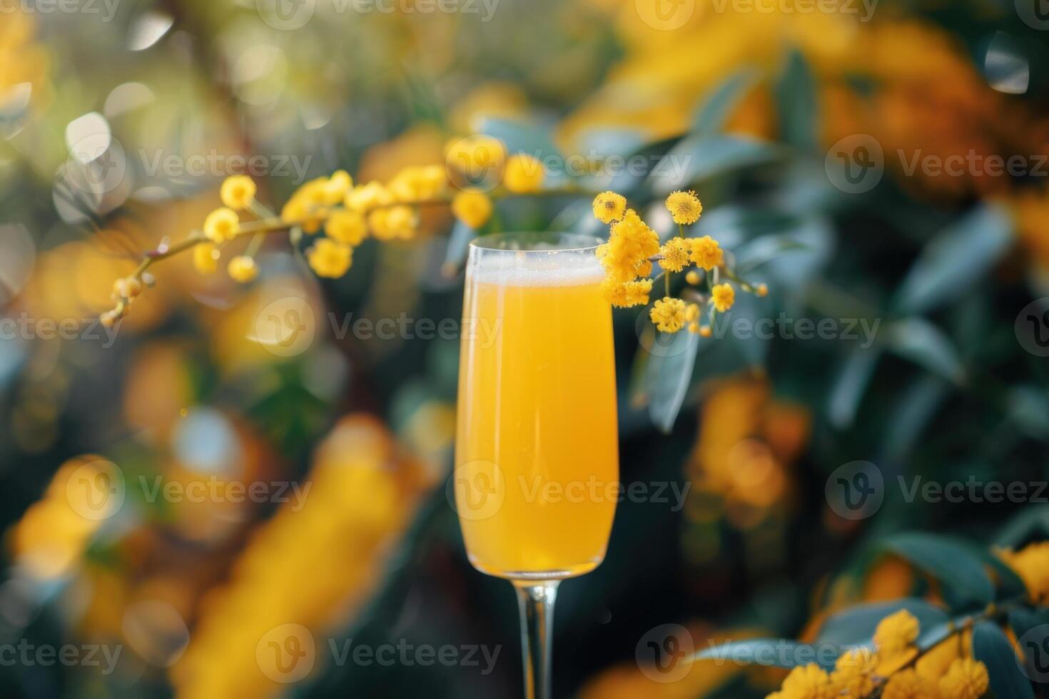 Mimosa cocktail standing by blooming acacia dealbata tree photo