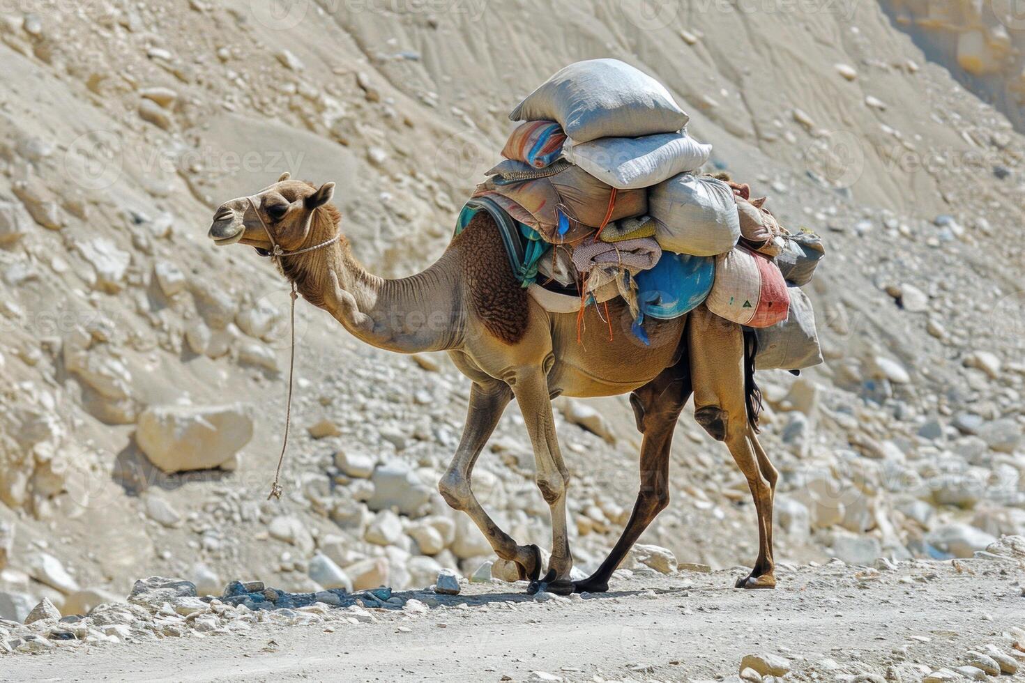 Camel carrying heavy load walking on dirt road photo