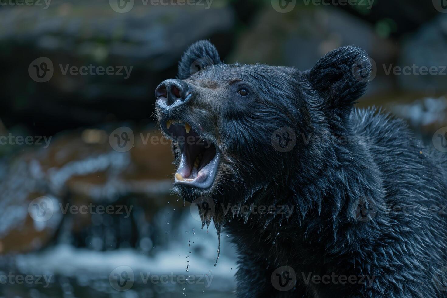Large black bear standing in water showing teeth roaring photo