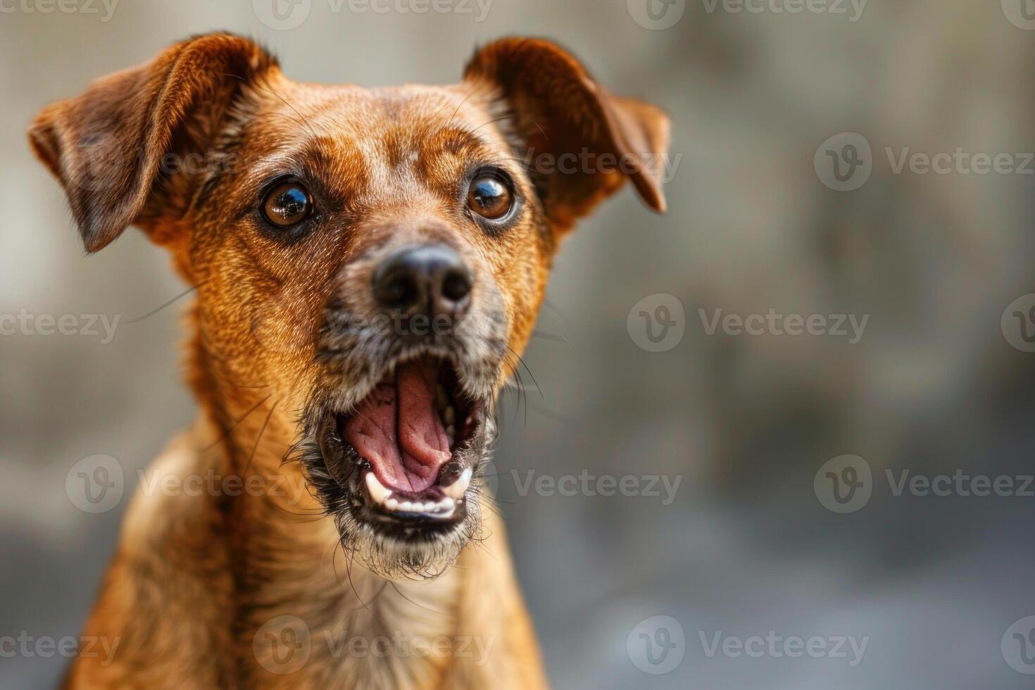 Small brown dog opening mouth wide with tongue out photo