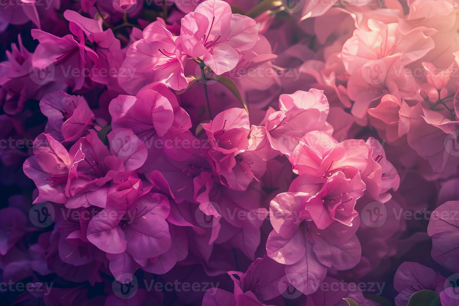 Close up of delicate pink bougainvillea flowers creating textured floral background photo
