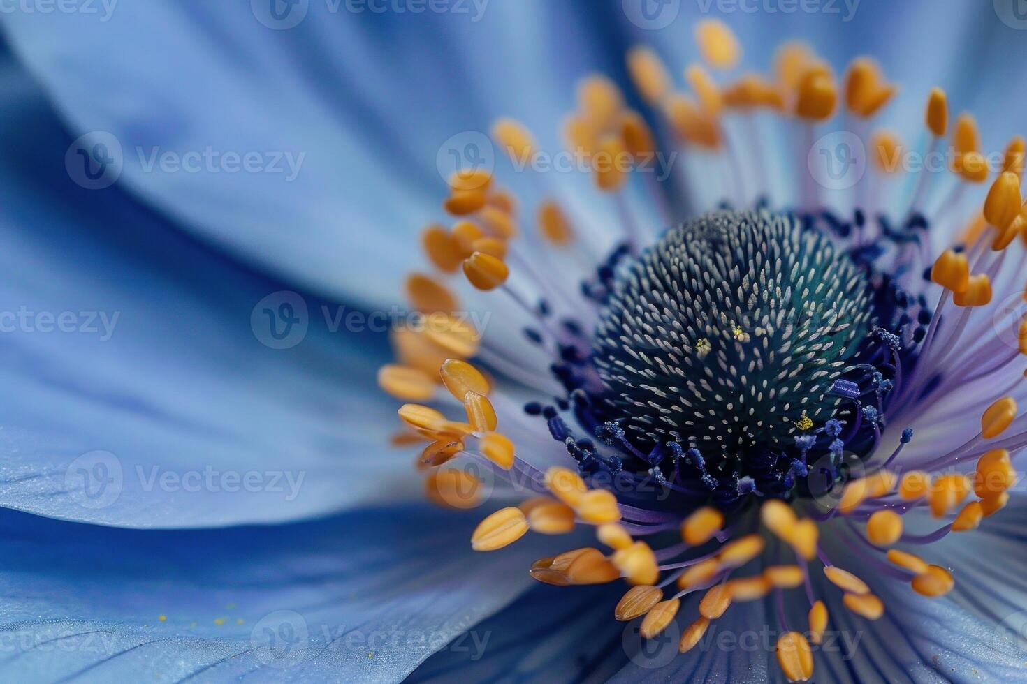 Blue flower blooming showing stamen and petals photo