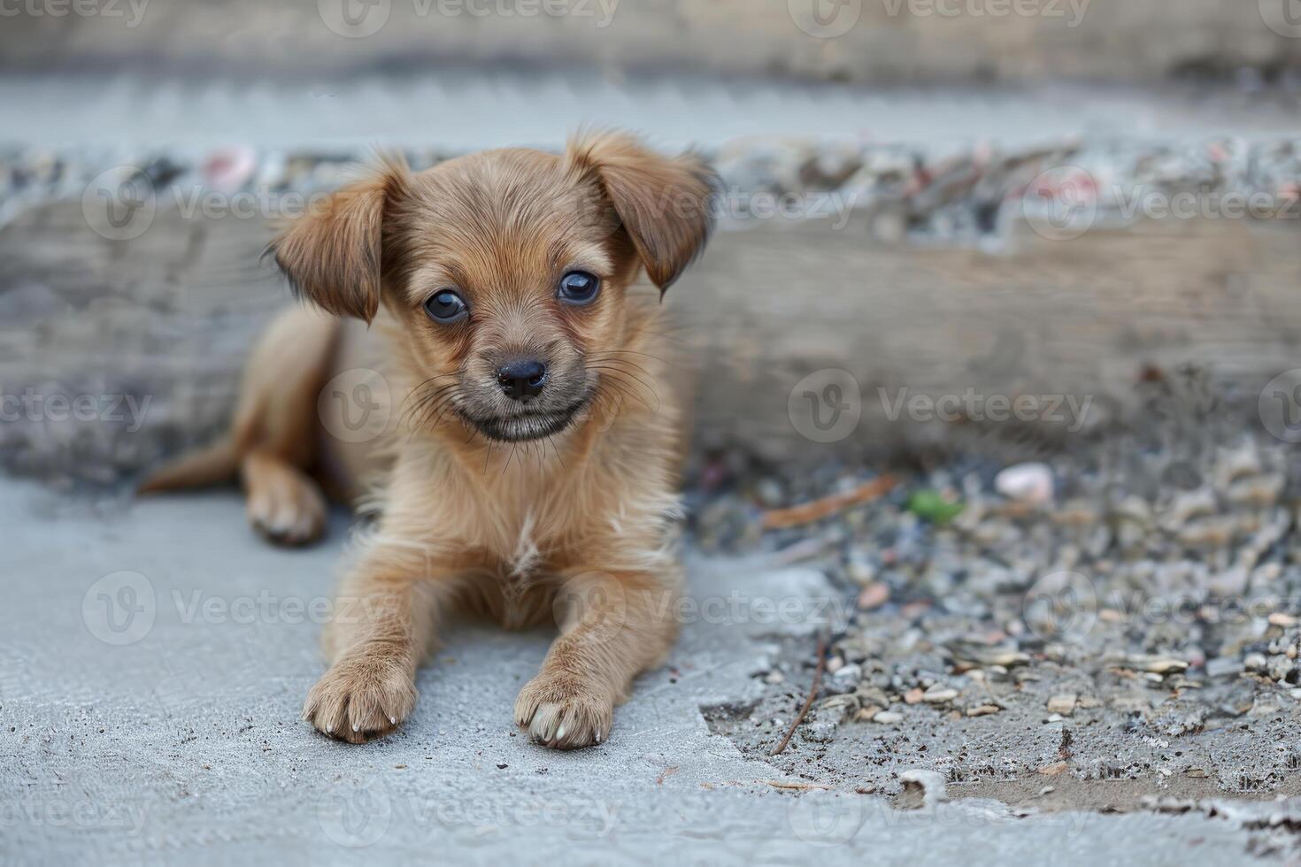 Small brown puppy dog is lying on a cement stair photo