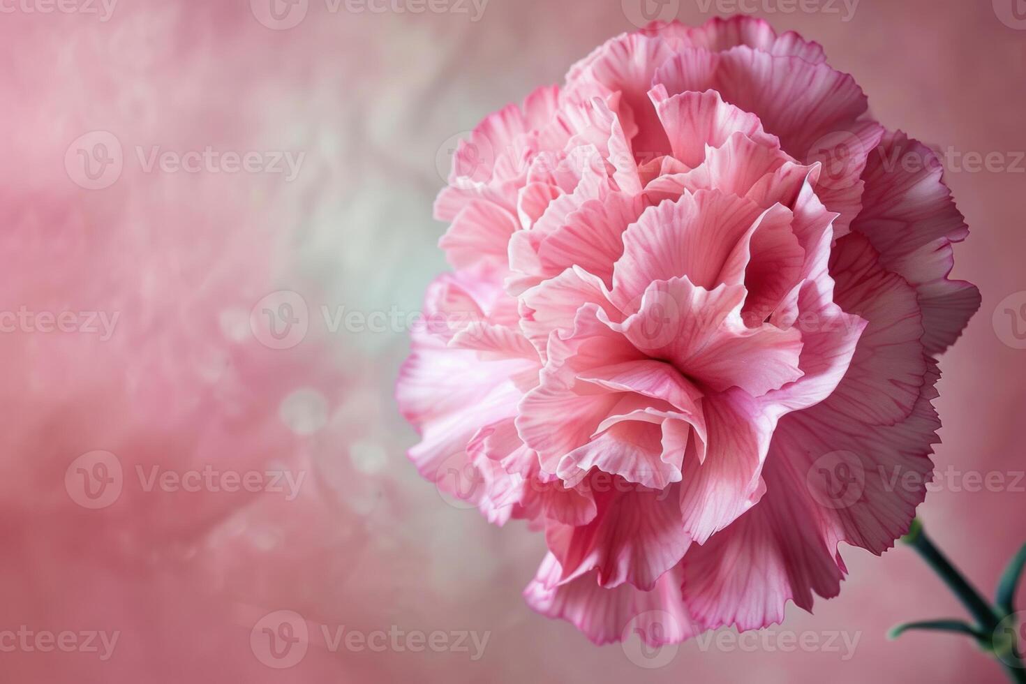 Delicate pink carnation blooming on soft pink background photo