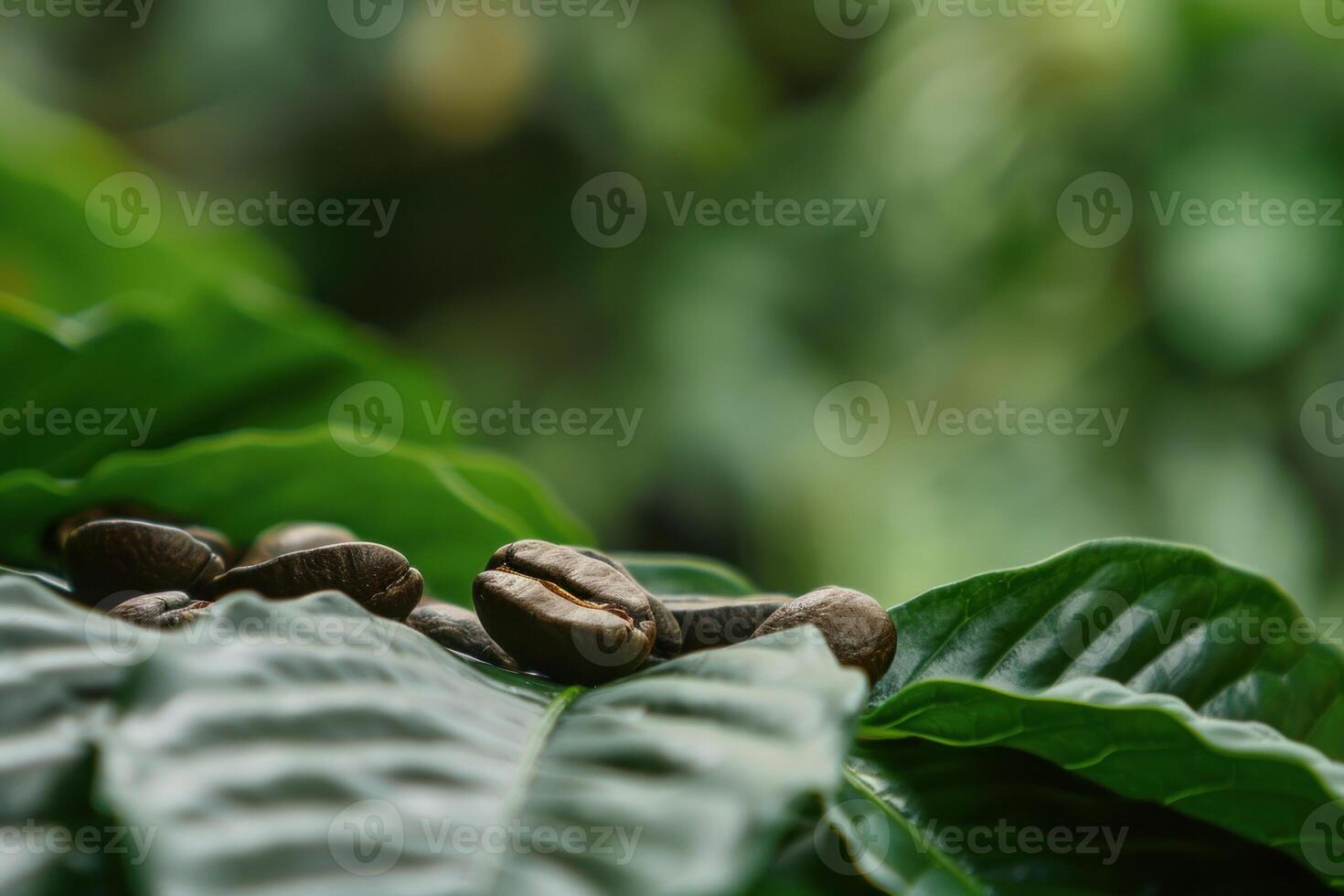 Coffee beans resting on vibrant green leaves photo