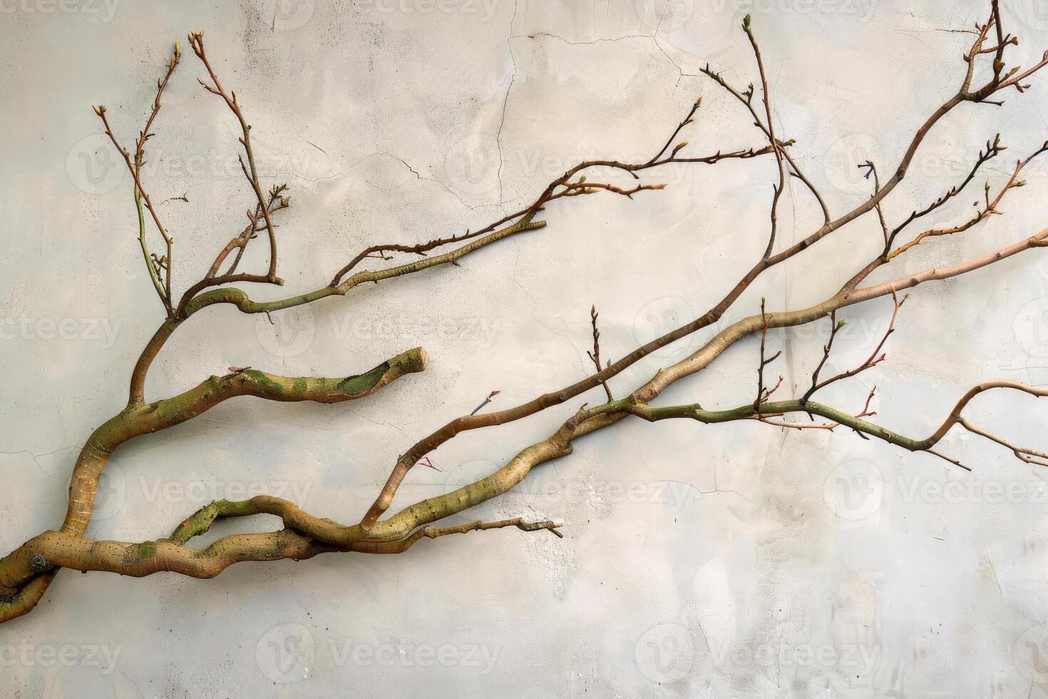 Elegant branches against concrete wall photo