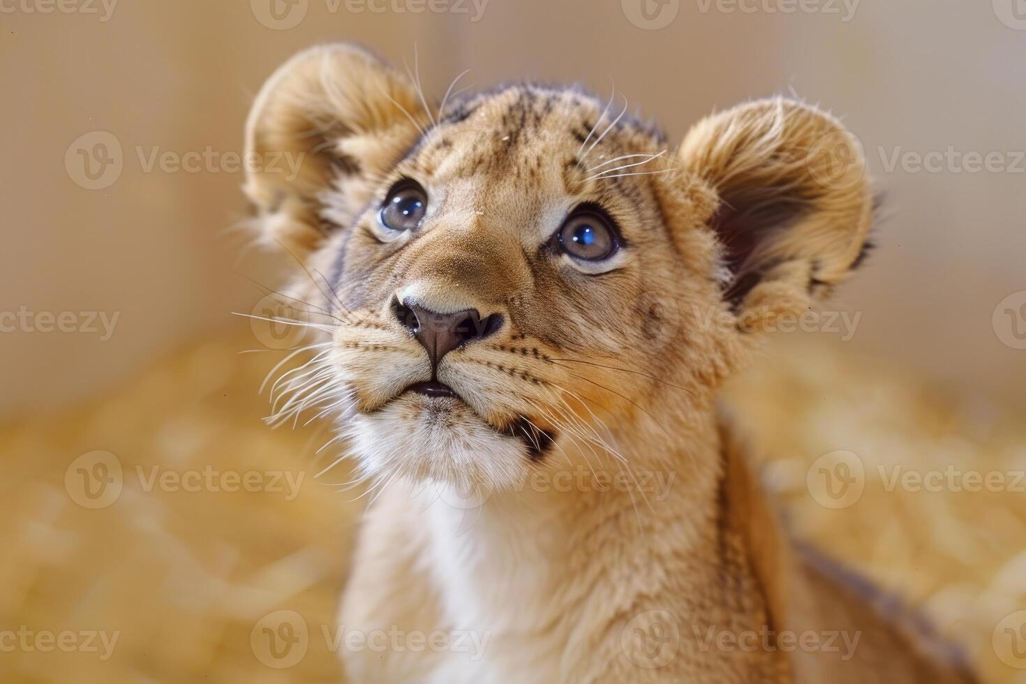 Adorable lion cub gazing upwards photo
