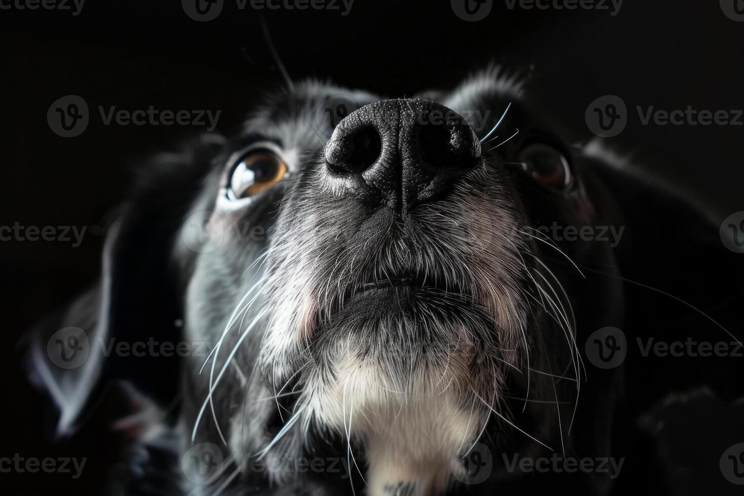 Closeup of a dog's snout in dramatic lighting photo
