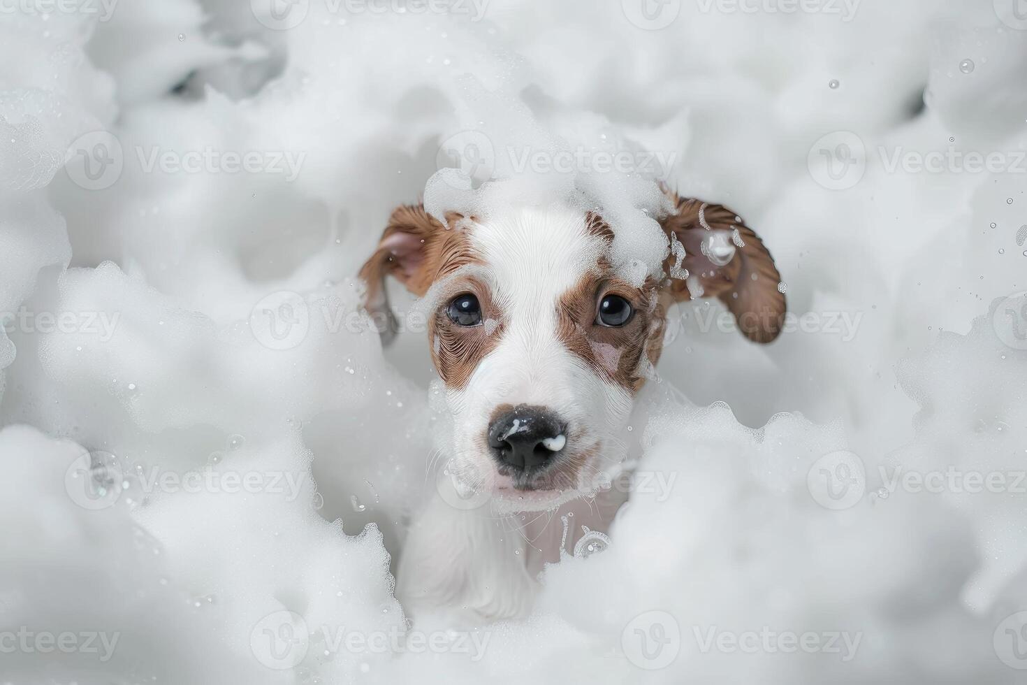Puppy enjoying a bubble bath photo