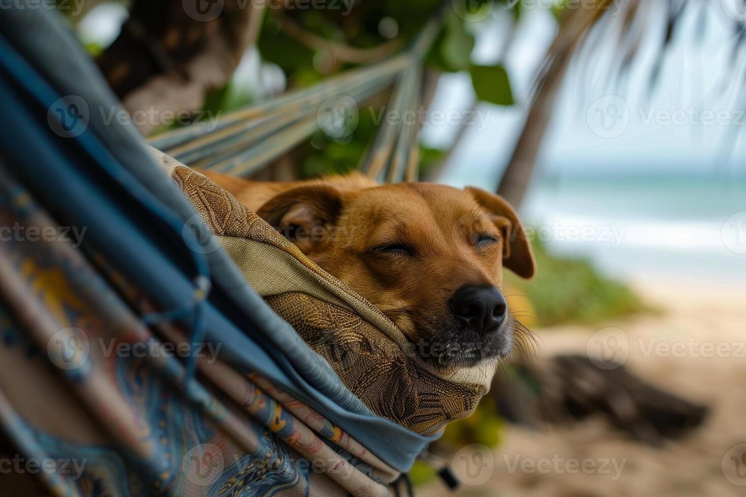 Serene dog asleep in a beach hammock photo
