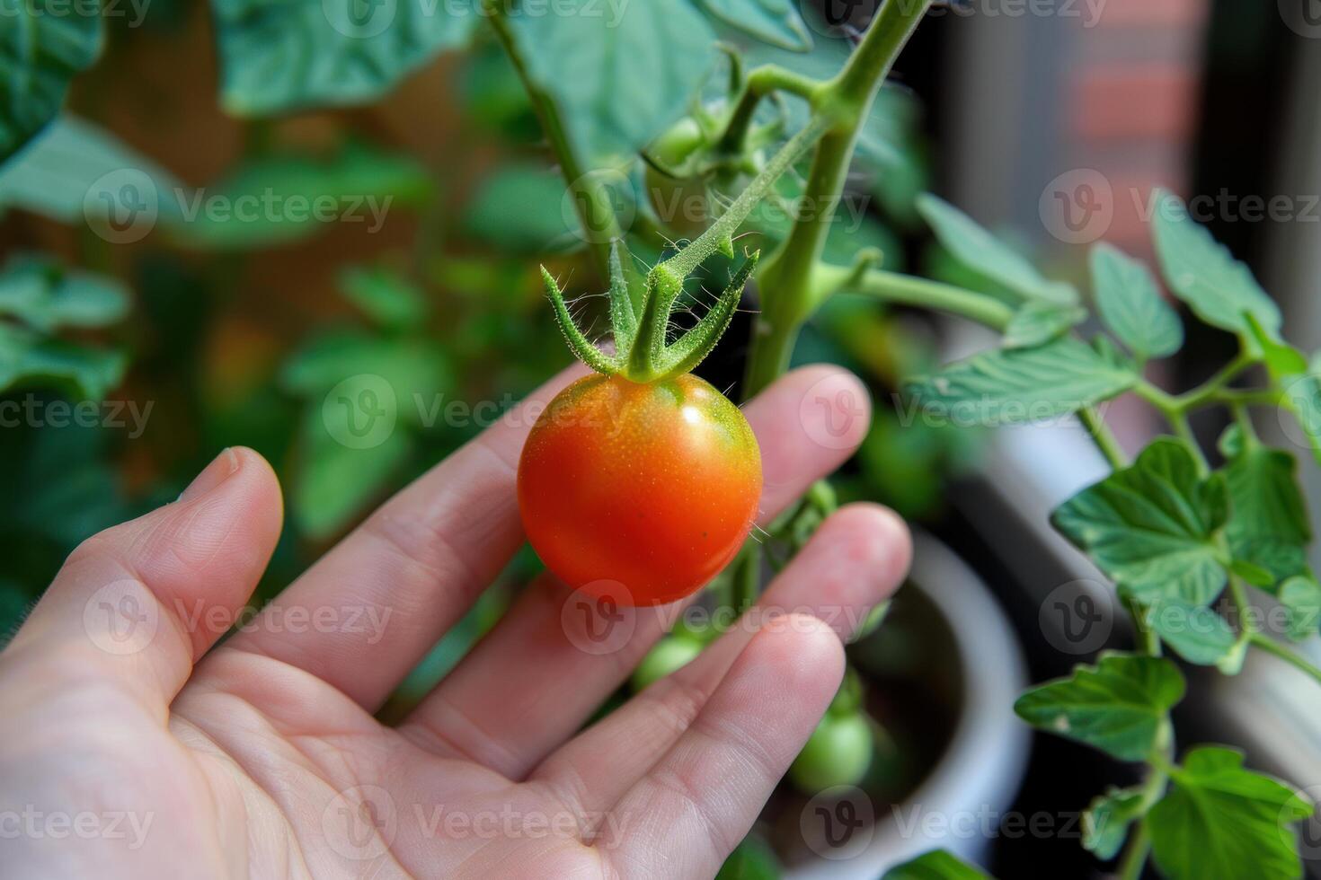 Hand holding ripe tomato on vine photo