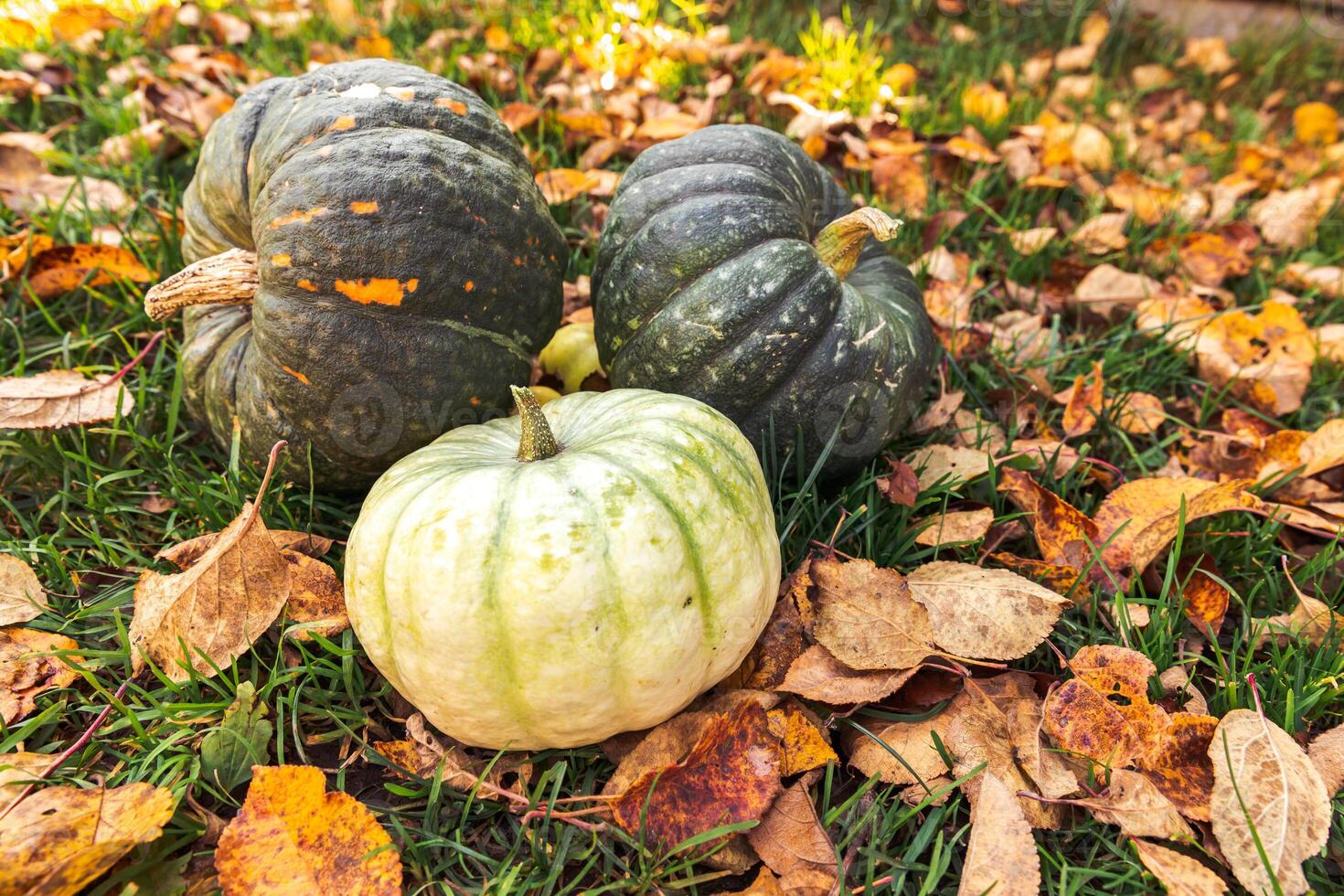 Autumnal Background. Autumn fall pumpkins on dried fall leaves garden background outdoor. October september wallpaper Change of seasons ripe organic food concept Halloween party Thanksgiving day photo
