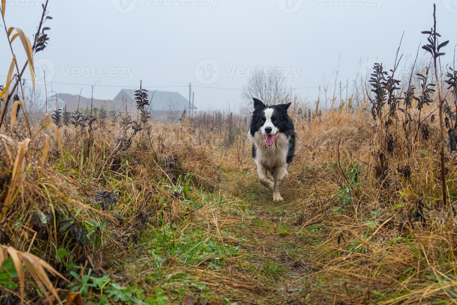 Pet activity. Cute puppy dog border collie running in autumn park outdoor. Pet dog on walking in foggy autumn fall day. Hello Autumn cold weather concept photo