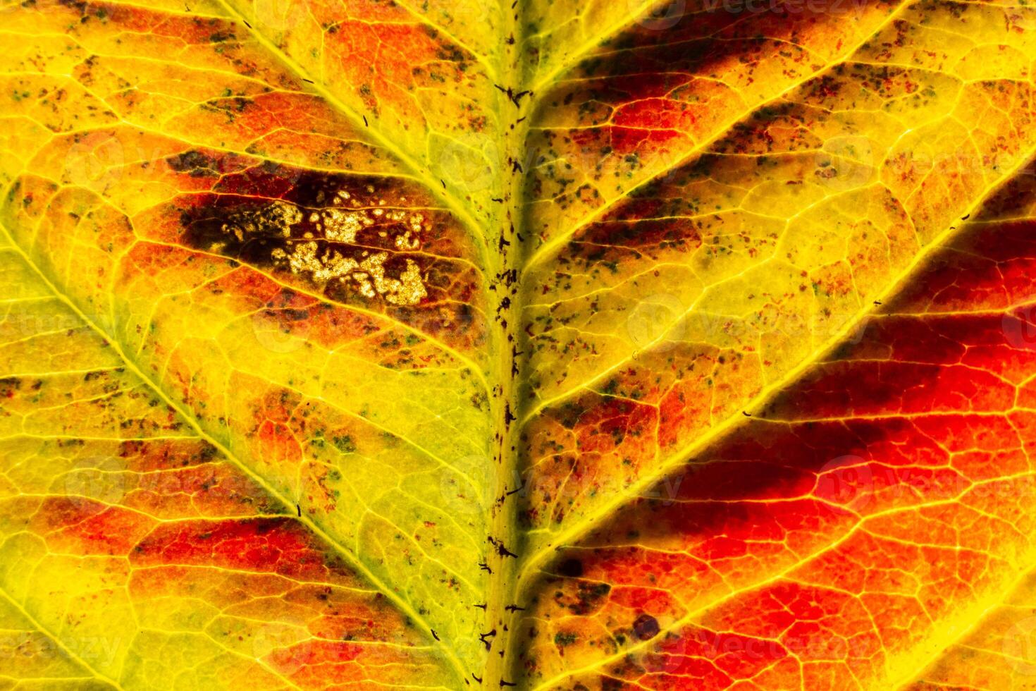 Closeup autumn fall extreme macro texture view of red orange wood sheet tree leaf glow in sun background. Inspirational nature october or september wallpaper. Change of seasons concept photo