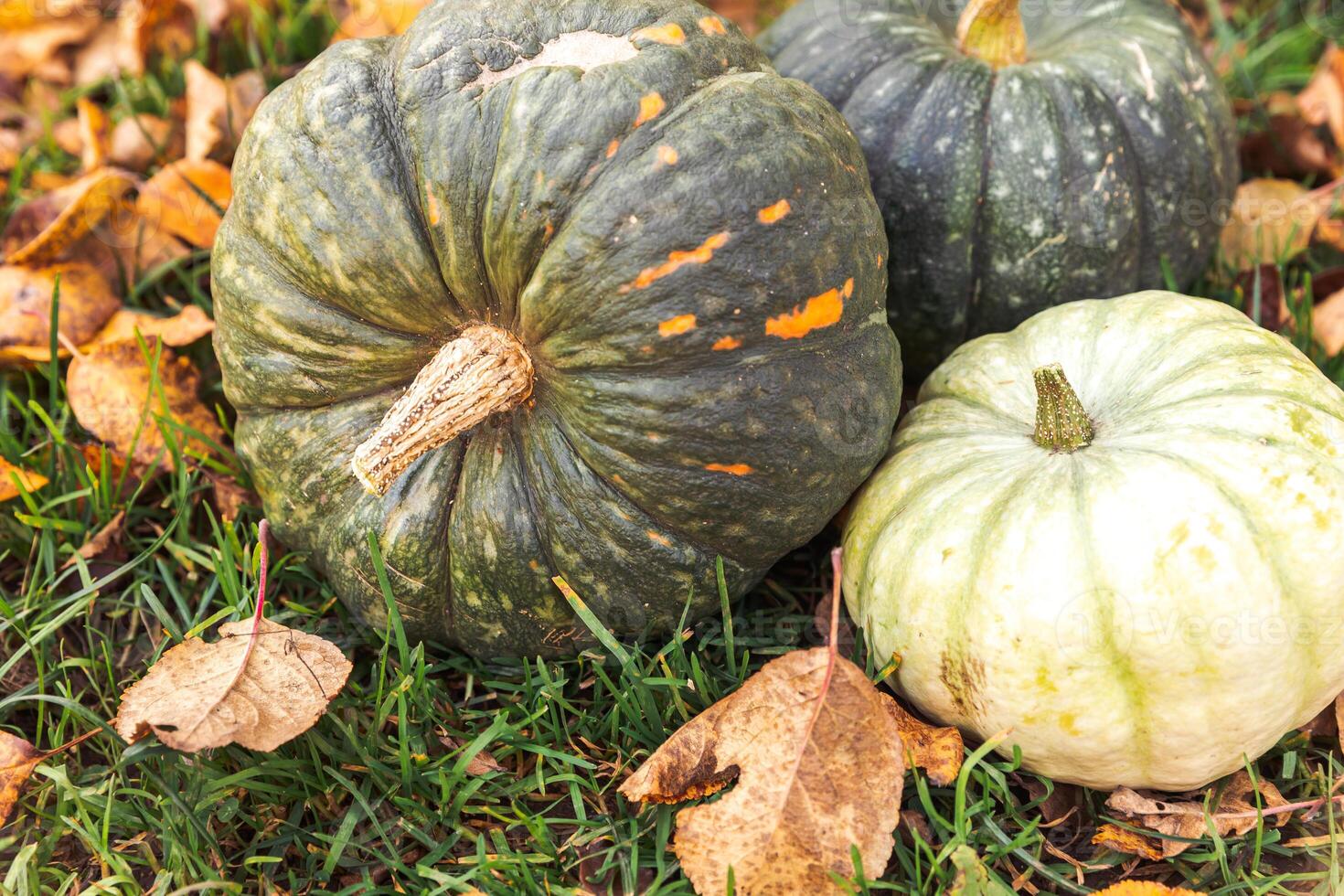 Autumnal Background. Autumn fall pumpkins on dried fall leaves garden background outdoor. October september wallpaper Change of seasons ripe organic food concept Halloween party Thanksgiving day photo