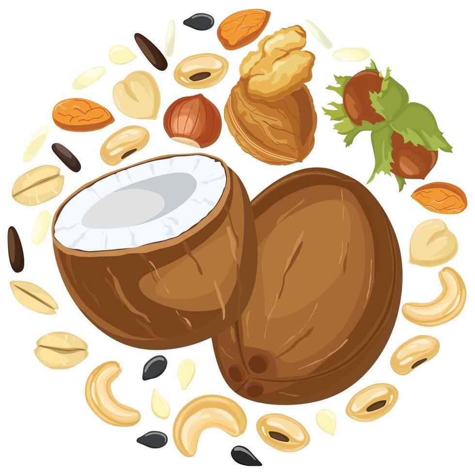 Various nuts and grain seeds - food illustration. Circle shape coollection of different nuts types. Cococnut, walnut, hazelnut, sesame seeds, oats, kashew vector
