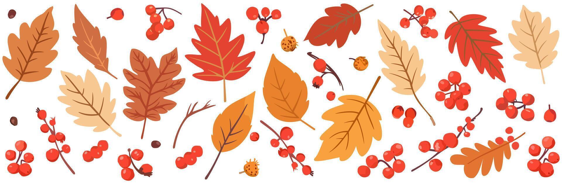 set of bright autumn leaves and rowan berries isolated on white background vector