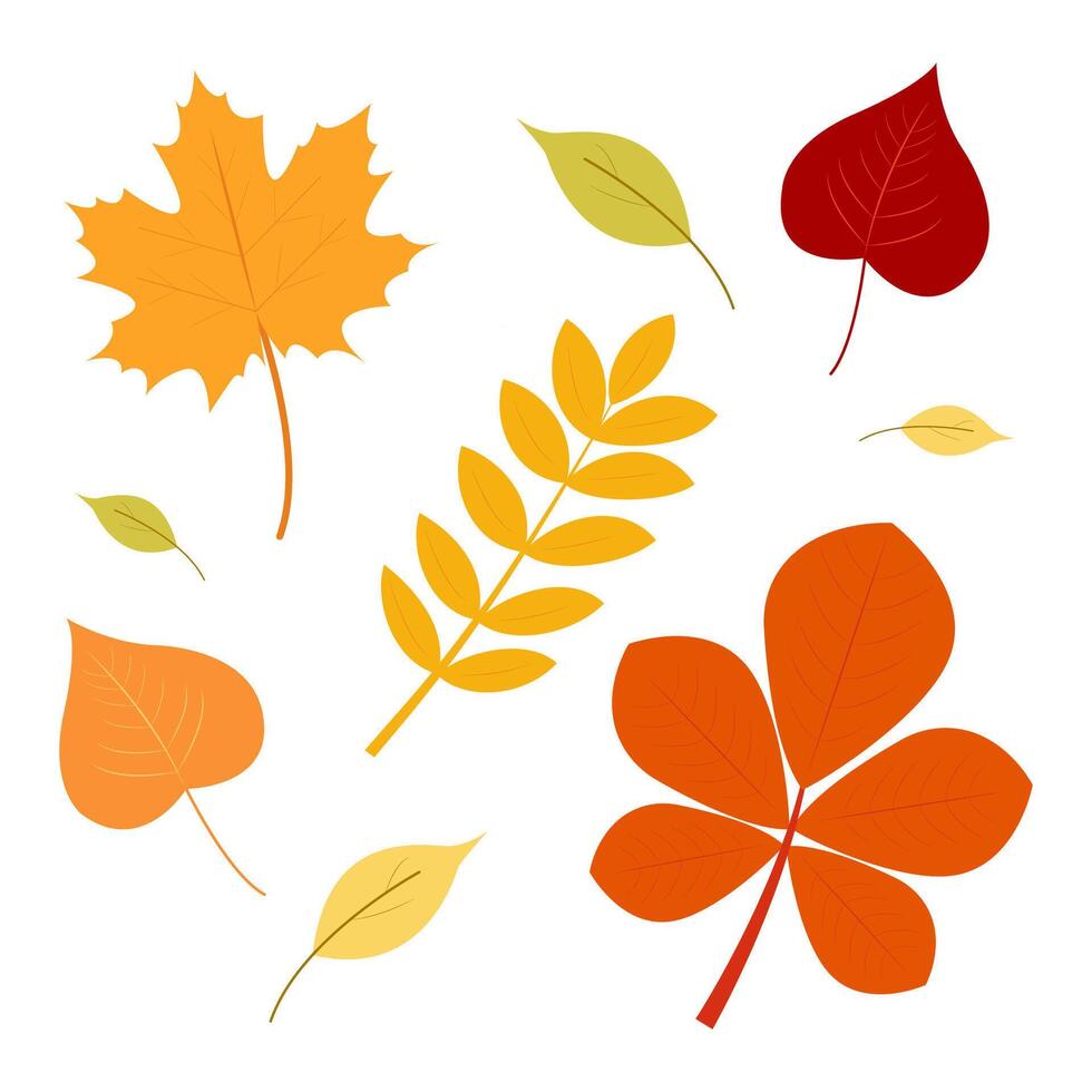 Set of autumn leaves. Autumn. vector