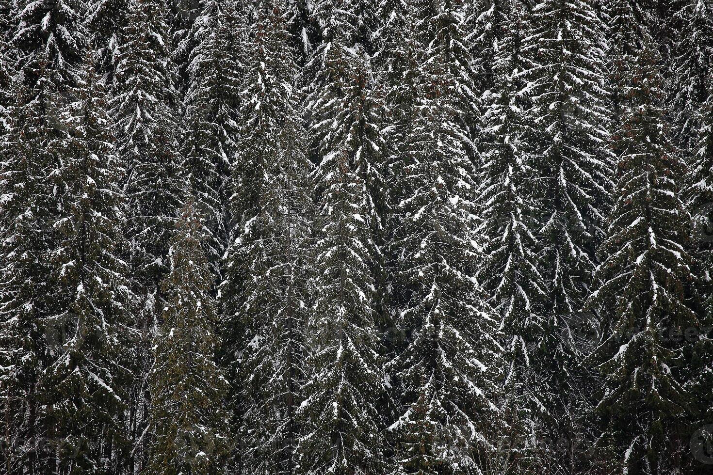 Pine trees covered with snow on the mountain slopes. Conifers in winter. Winter landscape. photo