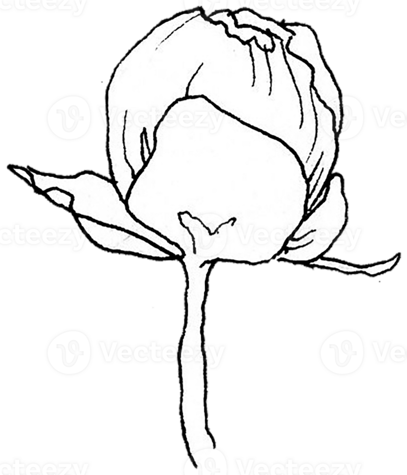 Small Peony Bud png