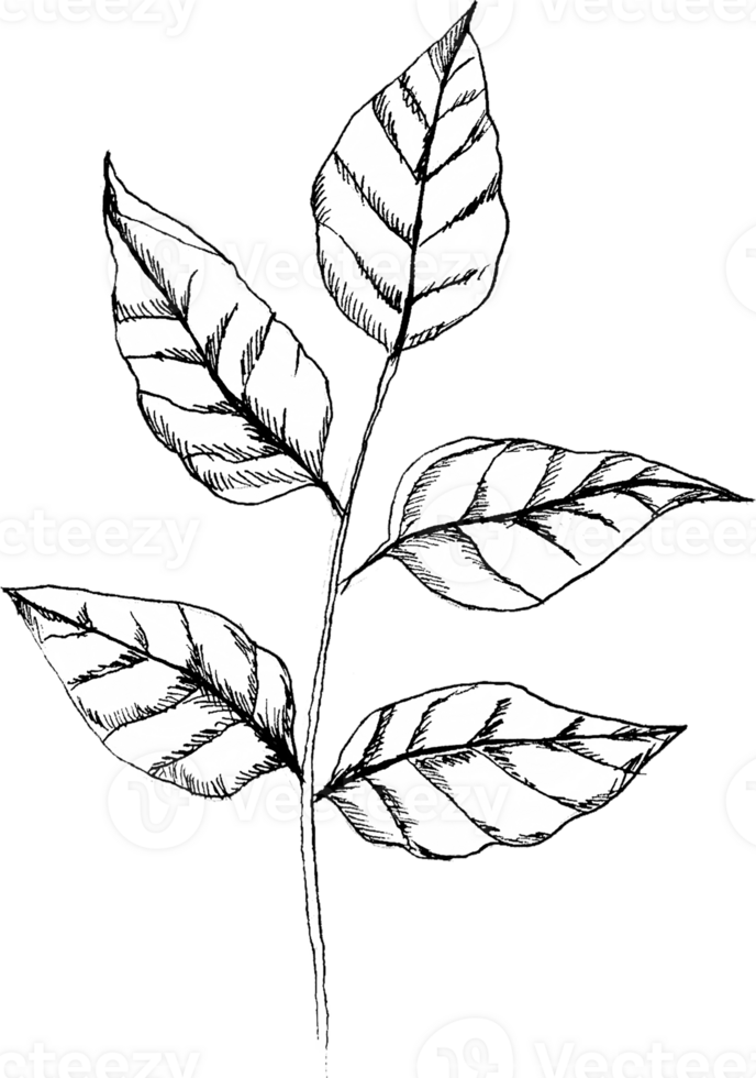 Peony Branch with Five Leaves png