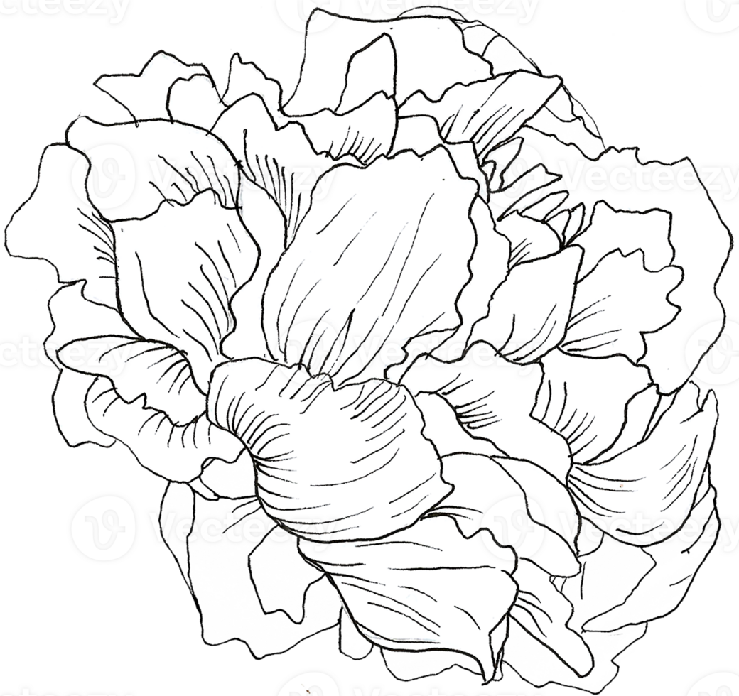 Blossoming Peony Flower png