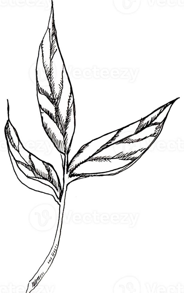 Peony Branch with Three Leaves png