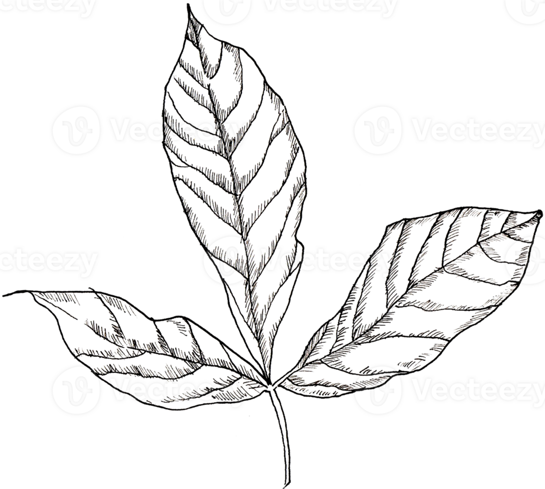 Peony Branch with Three Leaves png