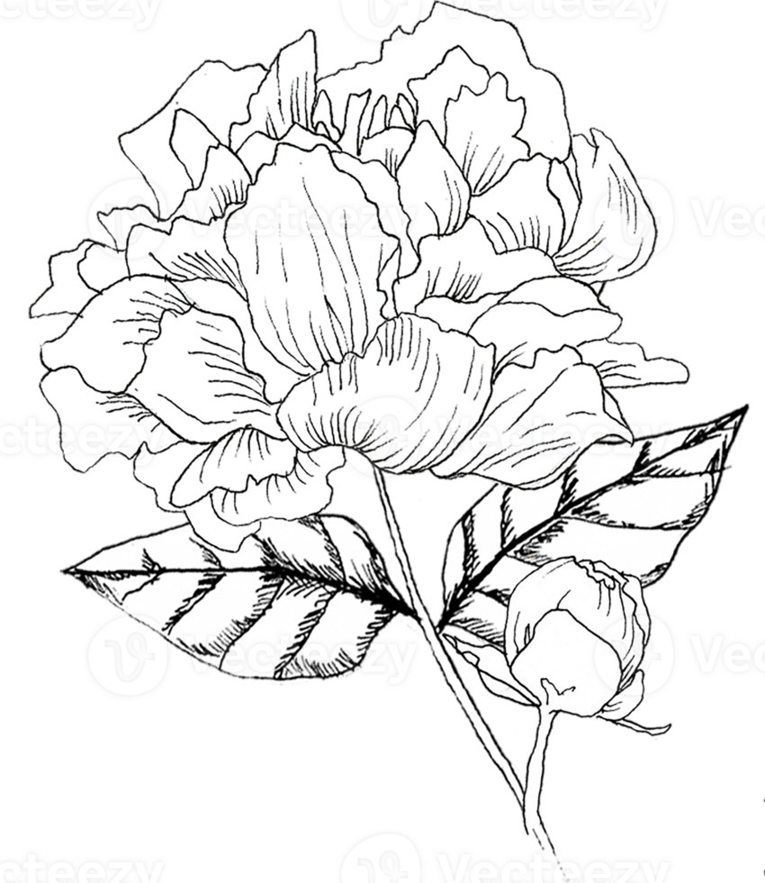 Small Bunch of Peony with Bud and Leaf png