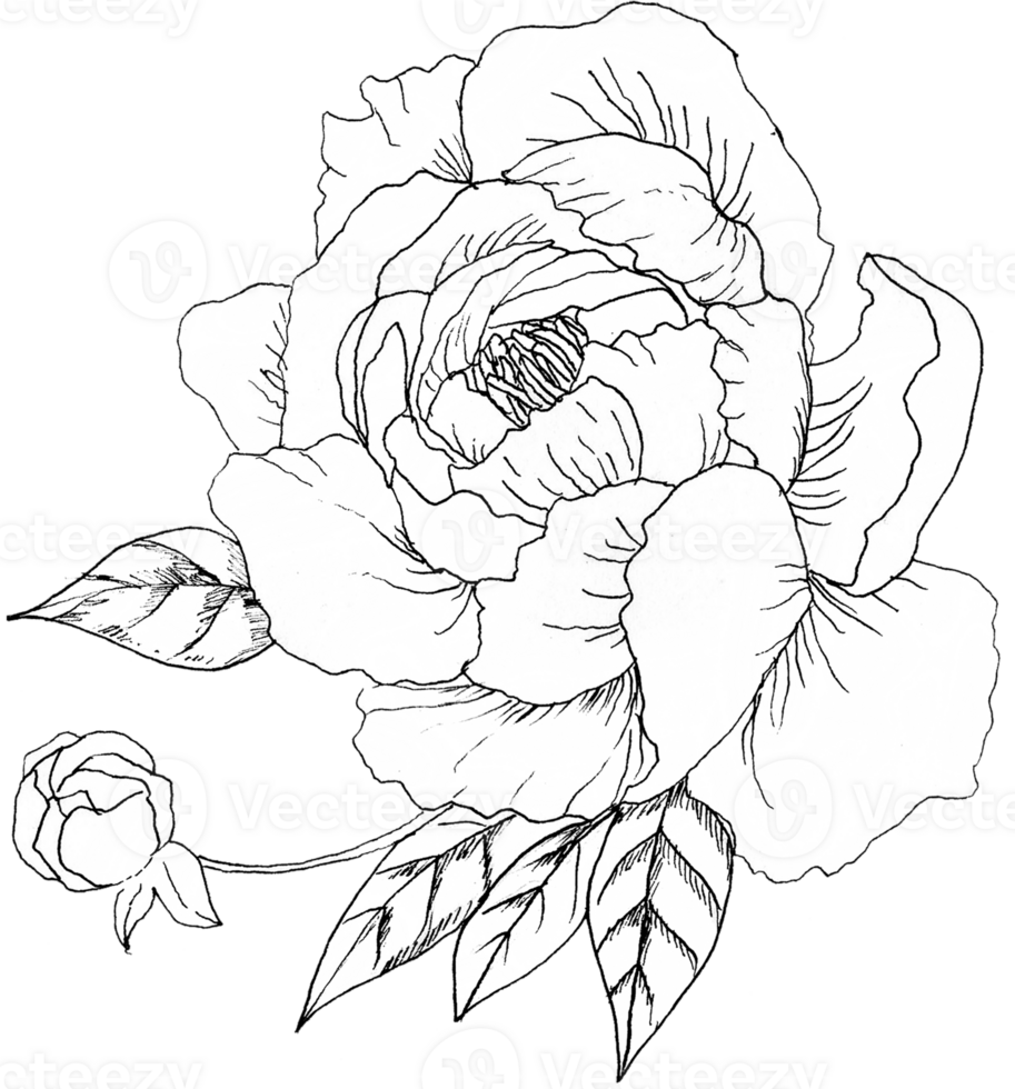 A Lovely Small Branch of Peony with Little Bud and Leaves png