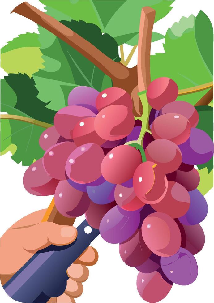Winemaker harvesting red grapes in vineyard with knife vector